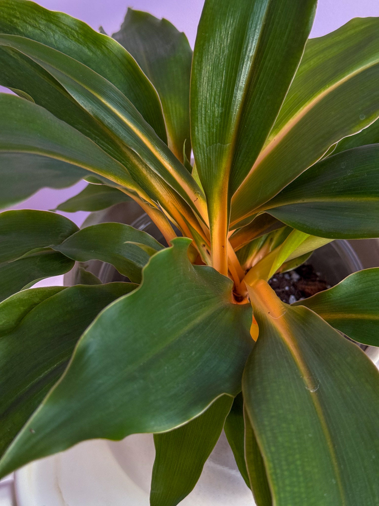Chlorophytum Fire Flash