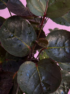 Polyscias Fabian