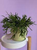 Rhipsalis Micrantha