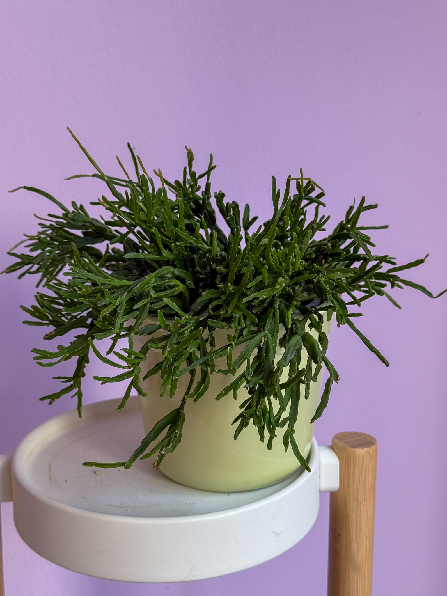 Rhipsalis Micrantha