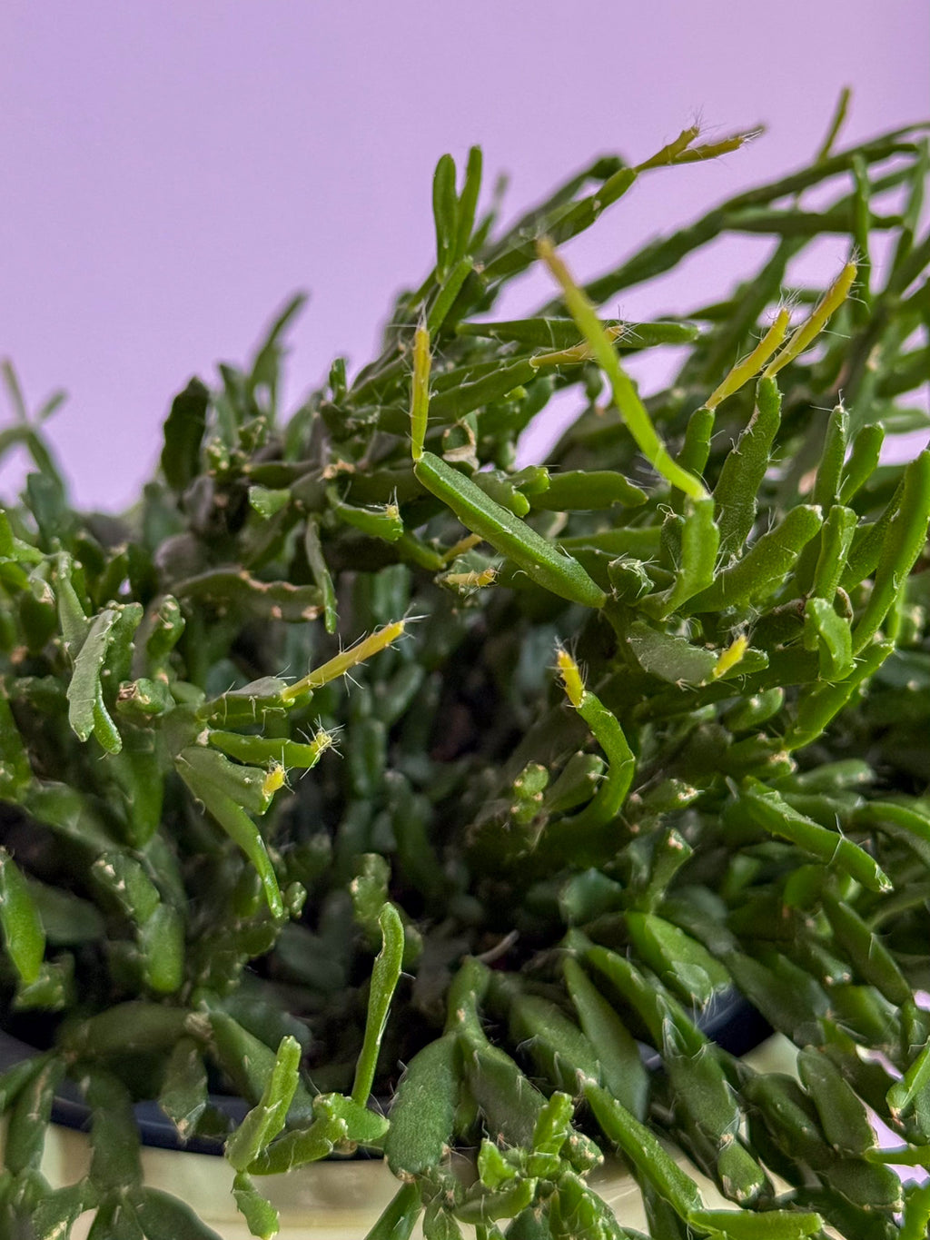 Rhipsalis Micrantha