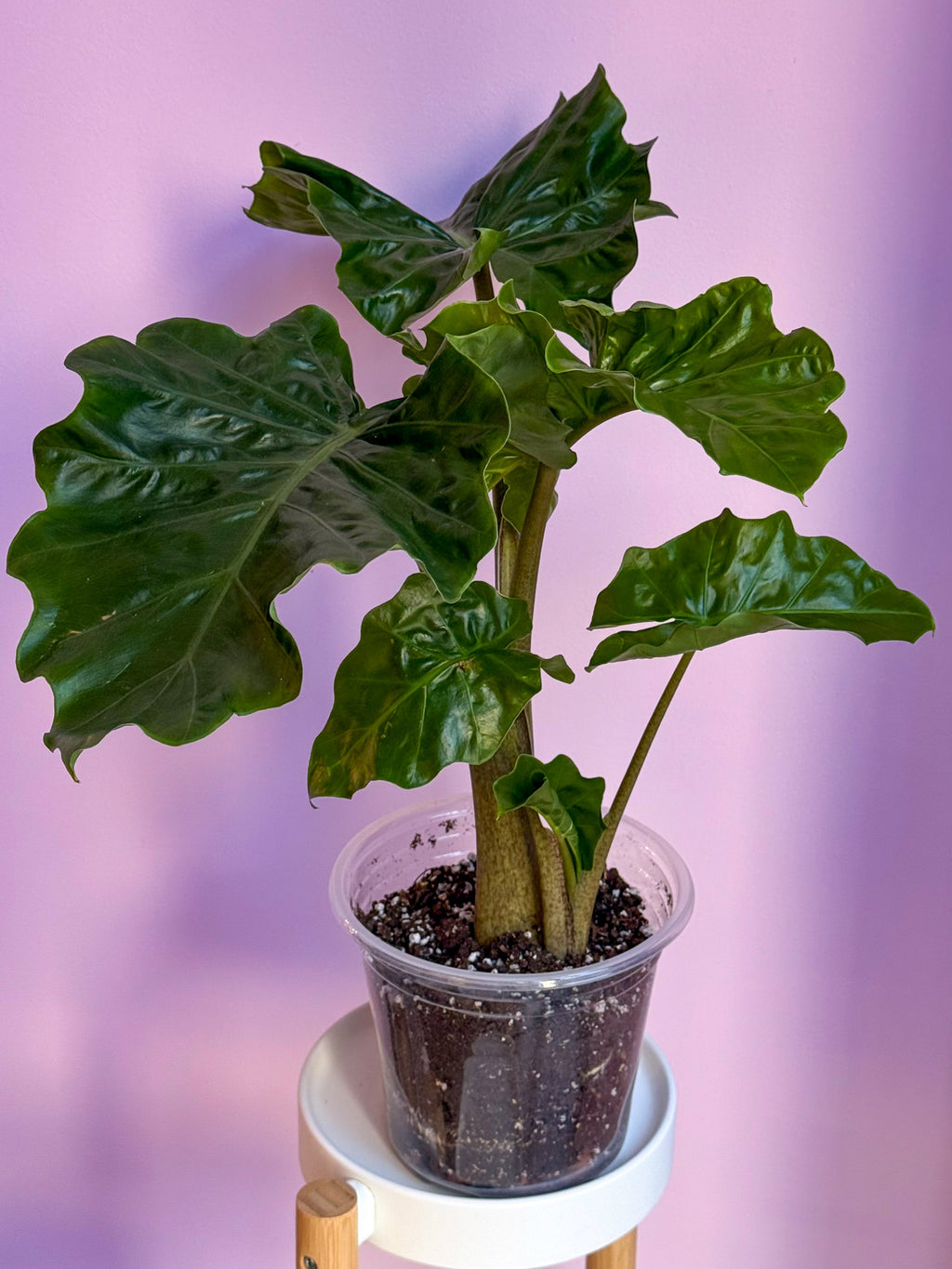 Alocasia Low Rider