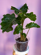 Alocasia Low Rider