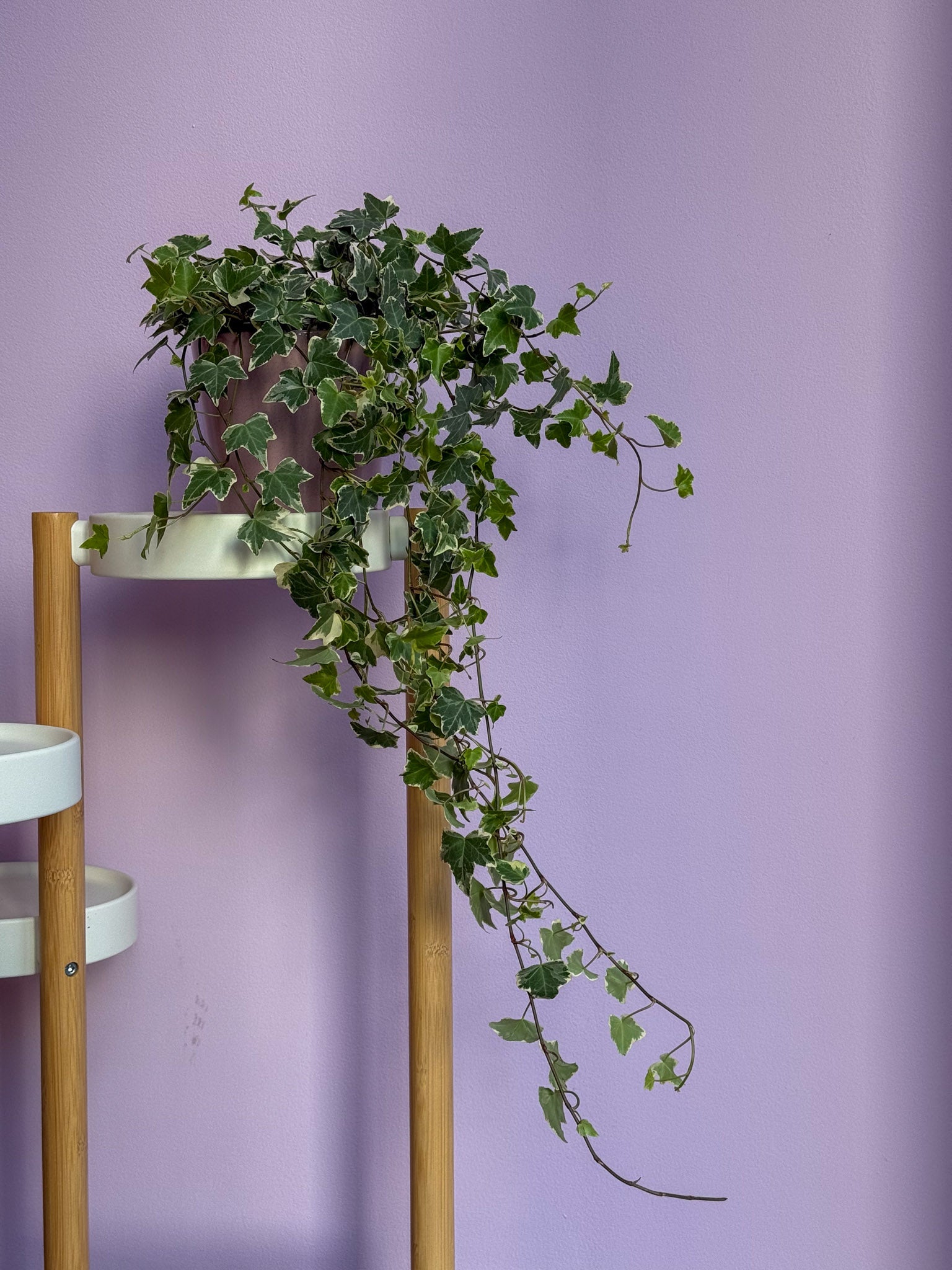 Hedera