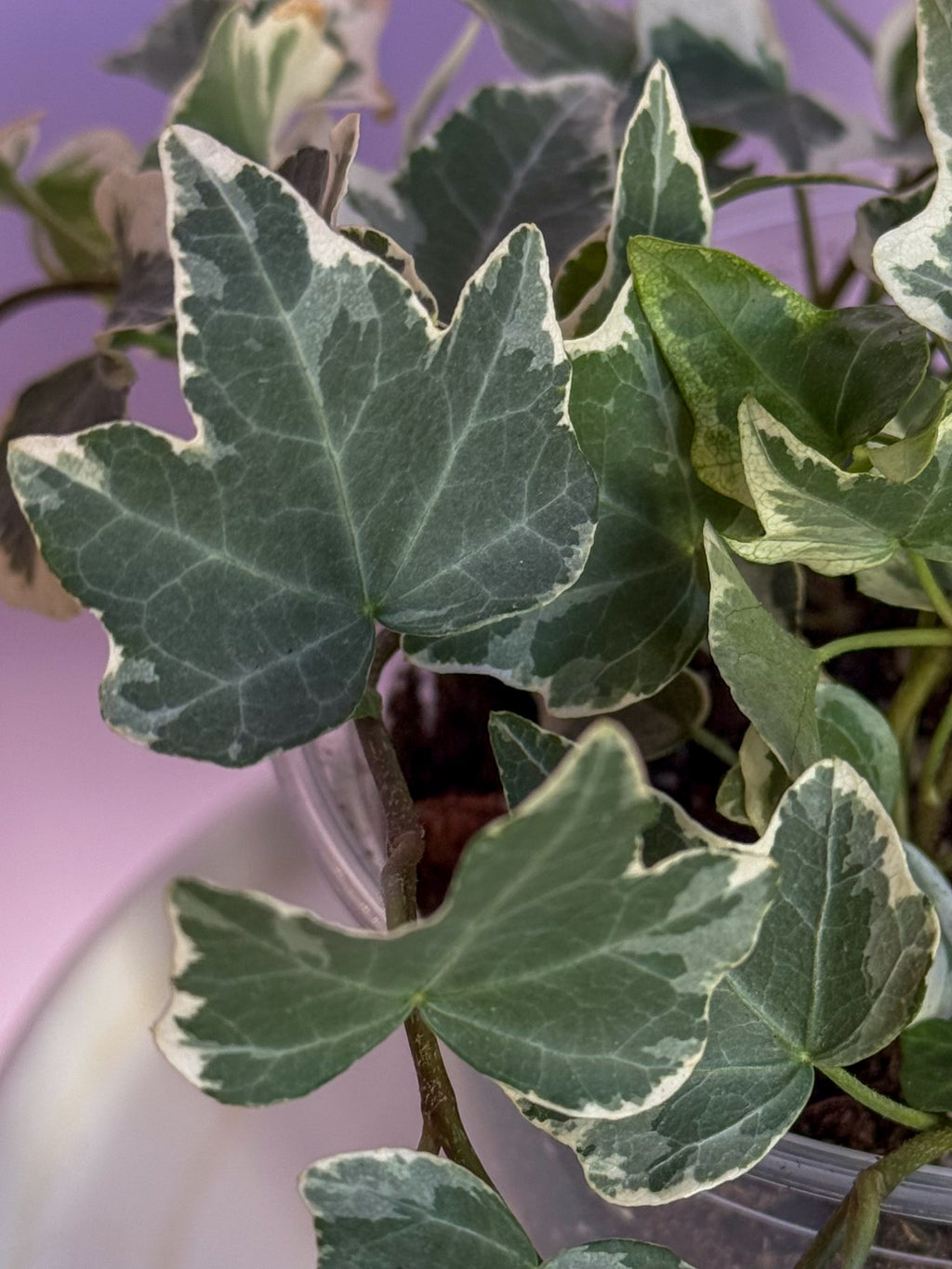 Hedera