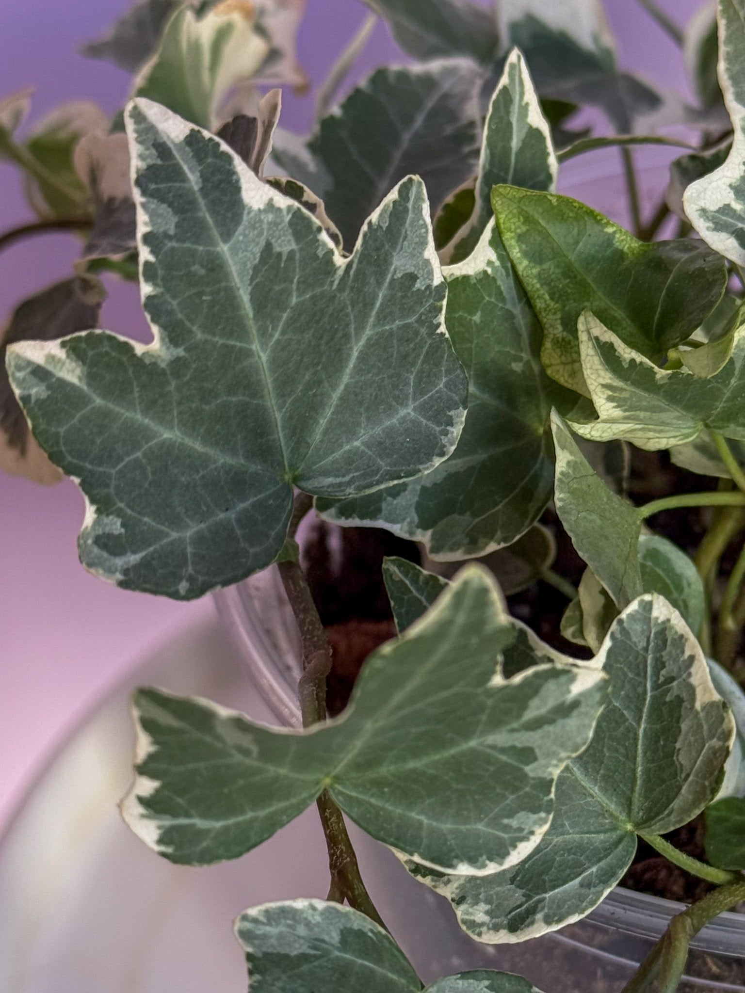 Hedera