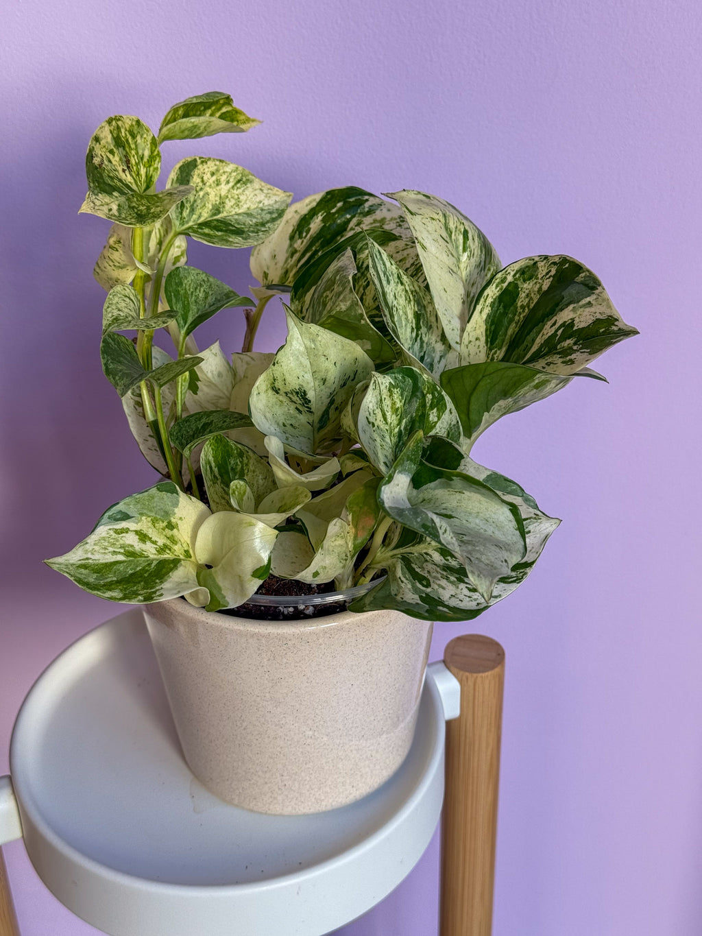 Epipremnum Happy leaf