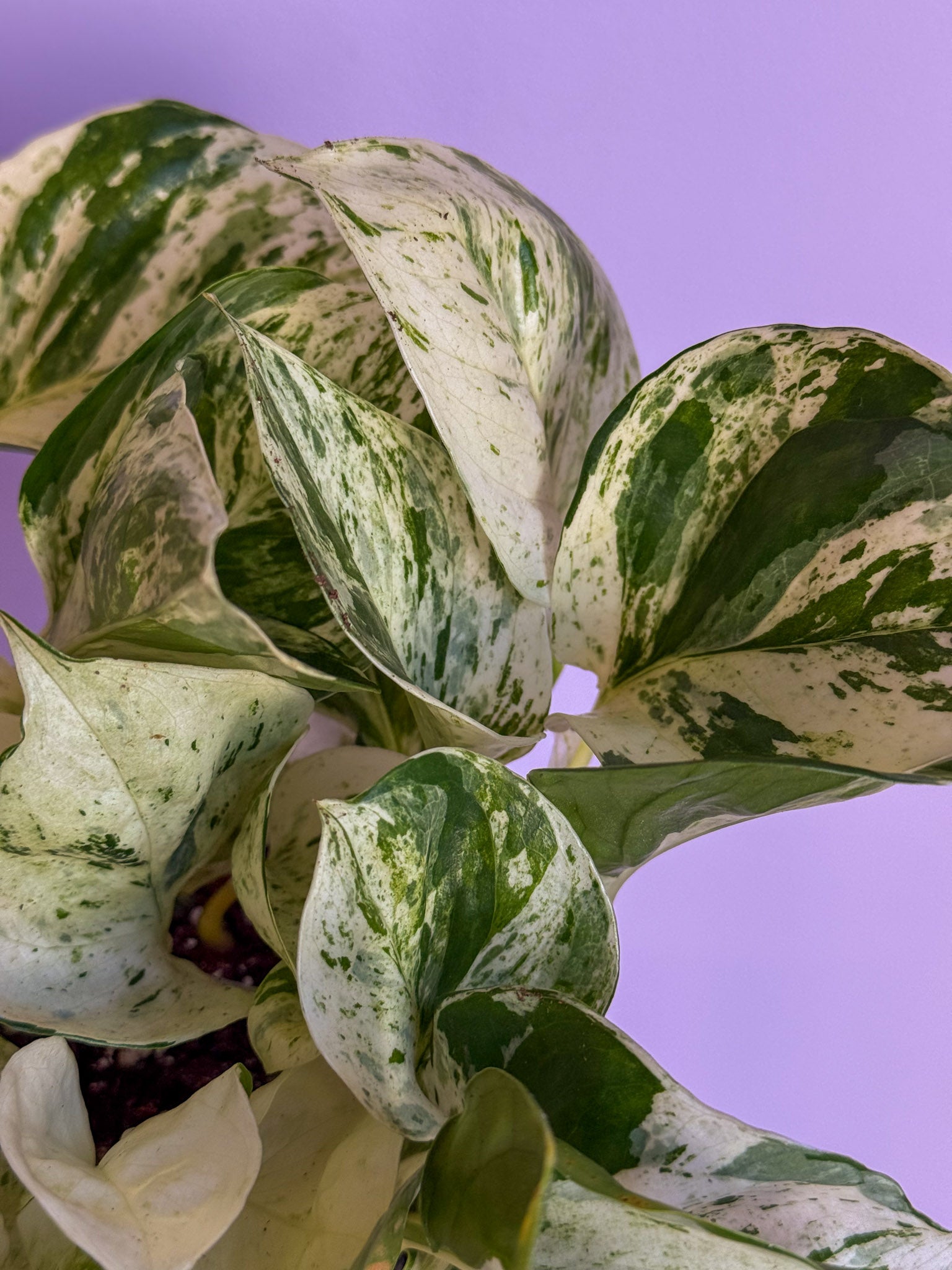 Epipremnum Happy leaf