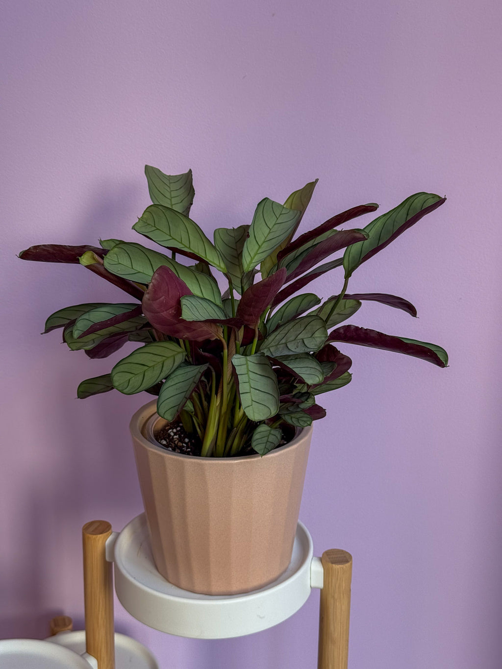 Ctenanthe Amagris