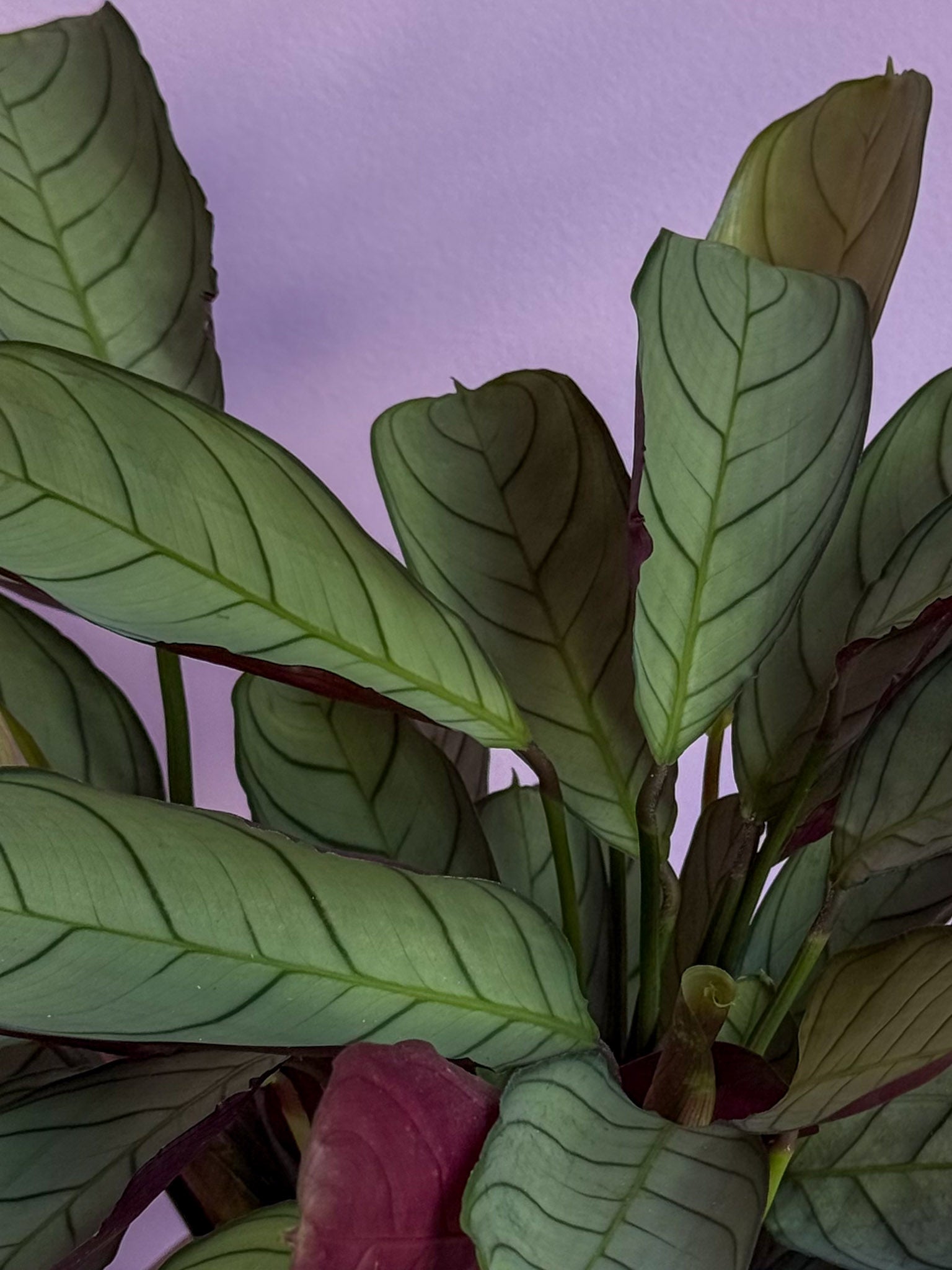 Ctenanthe Amagris