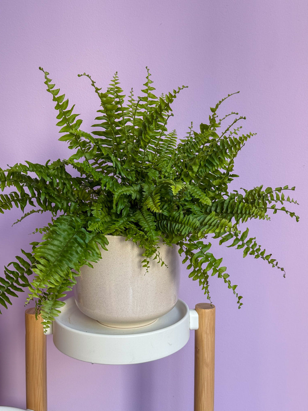 Nephrolepsis