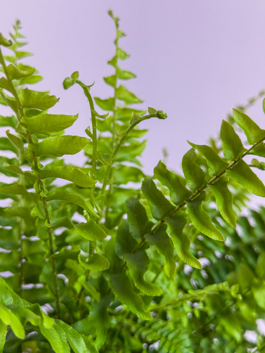 Nephrolepsis