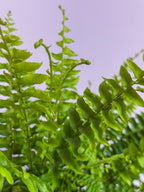 Nephrolepsis