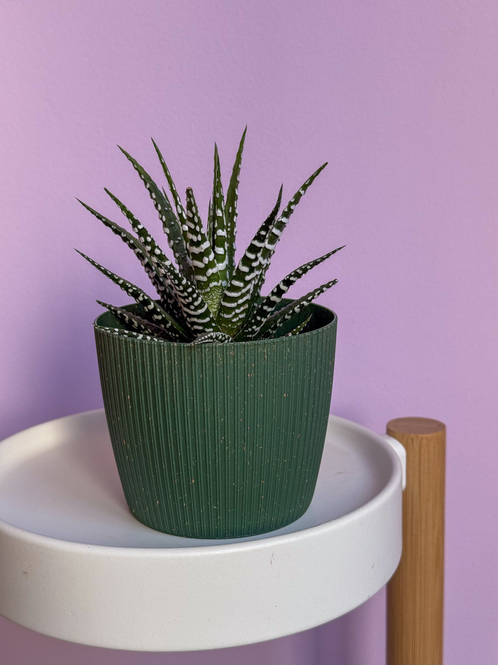 Haworthia