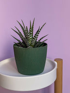 Haworthia
