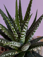 Haworthia