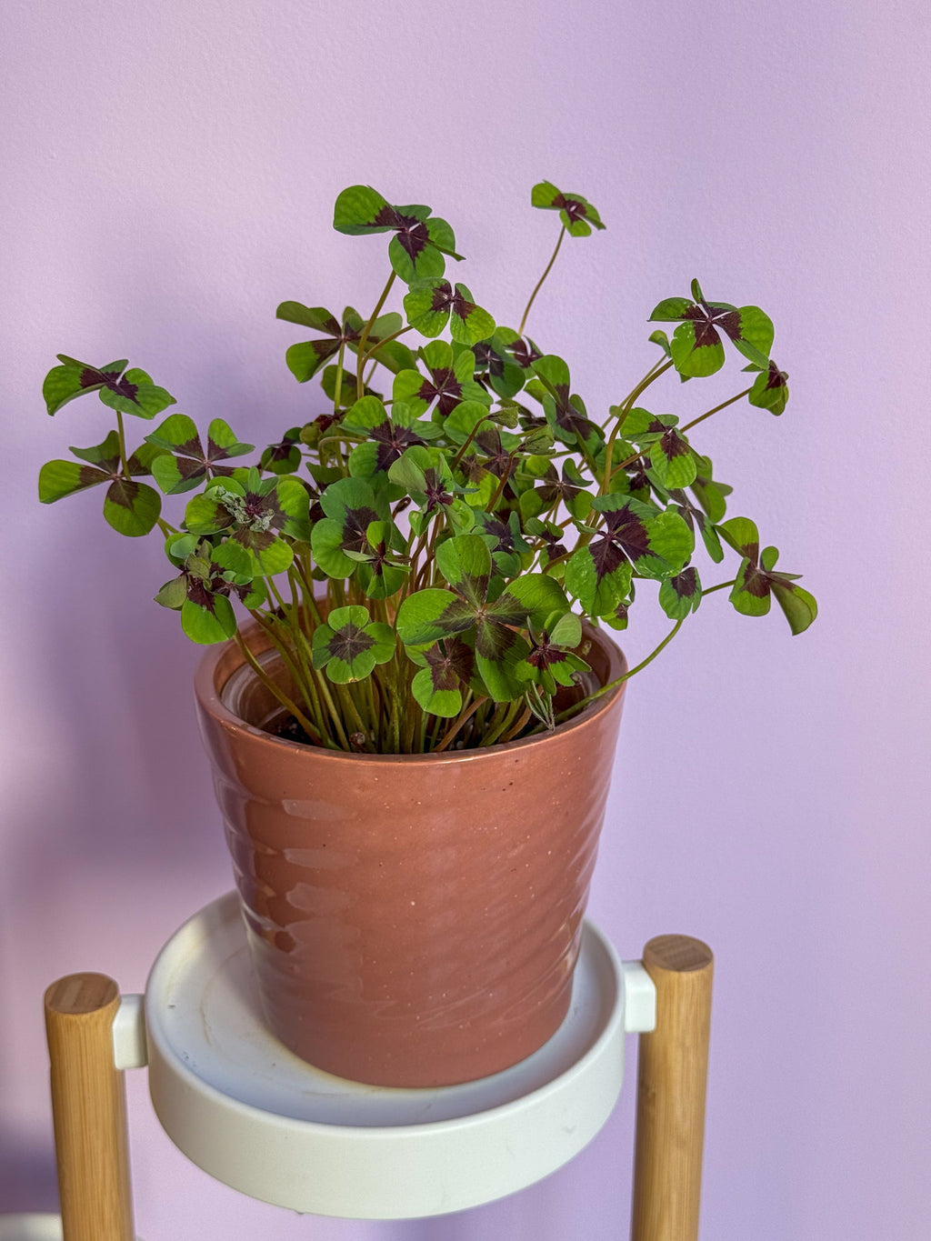 Oxalis Iron Cross