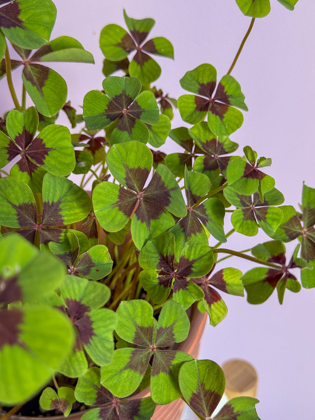 Oxalis Iron Cross