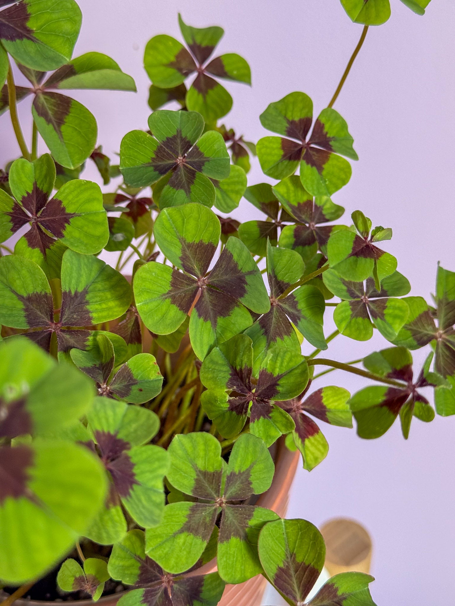 Oxalis Iron Cross