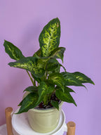 Dieffenbachia Compacta
