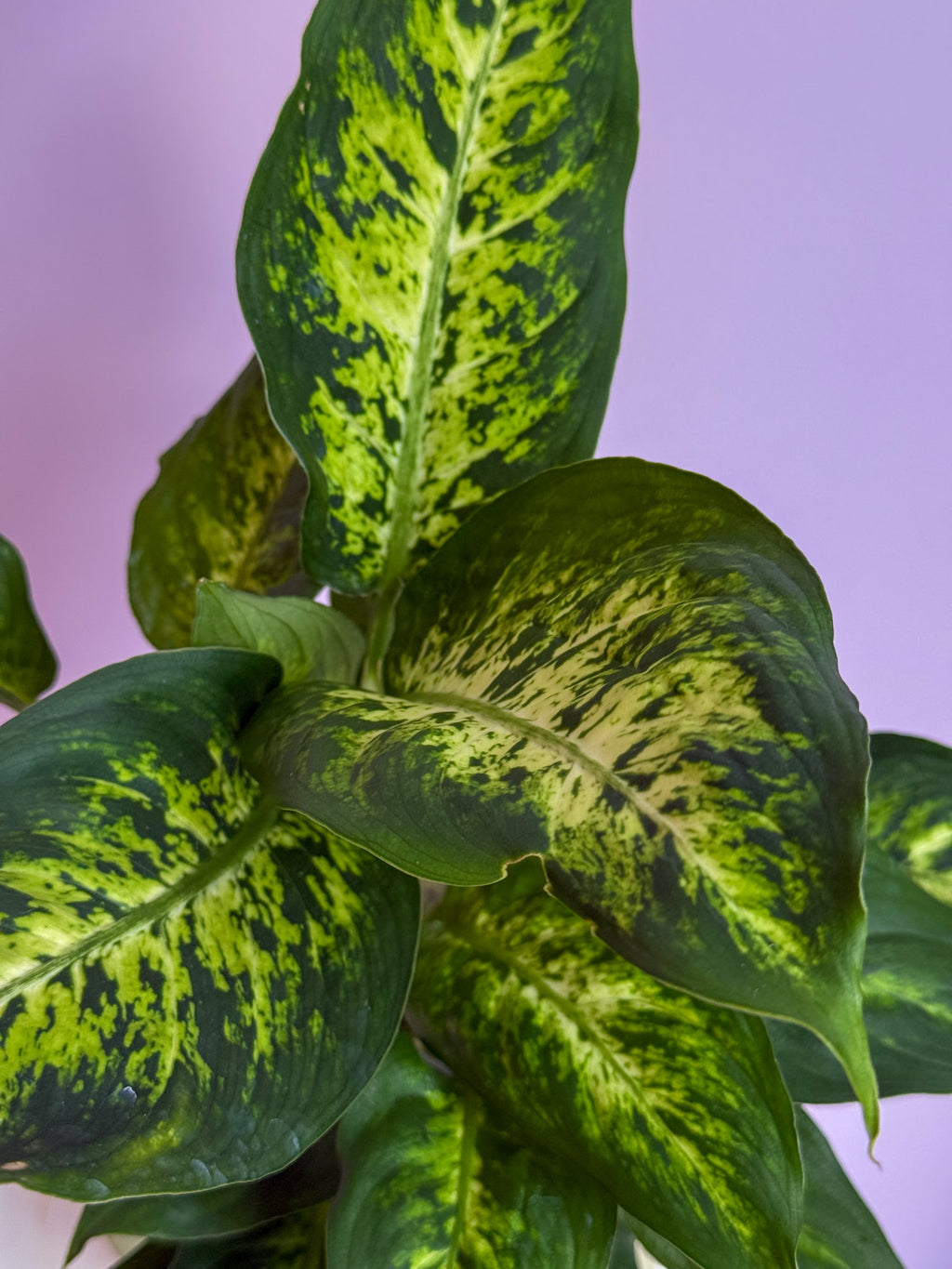 Dieffenbachia Compacta