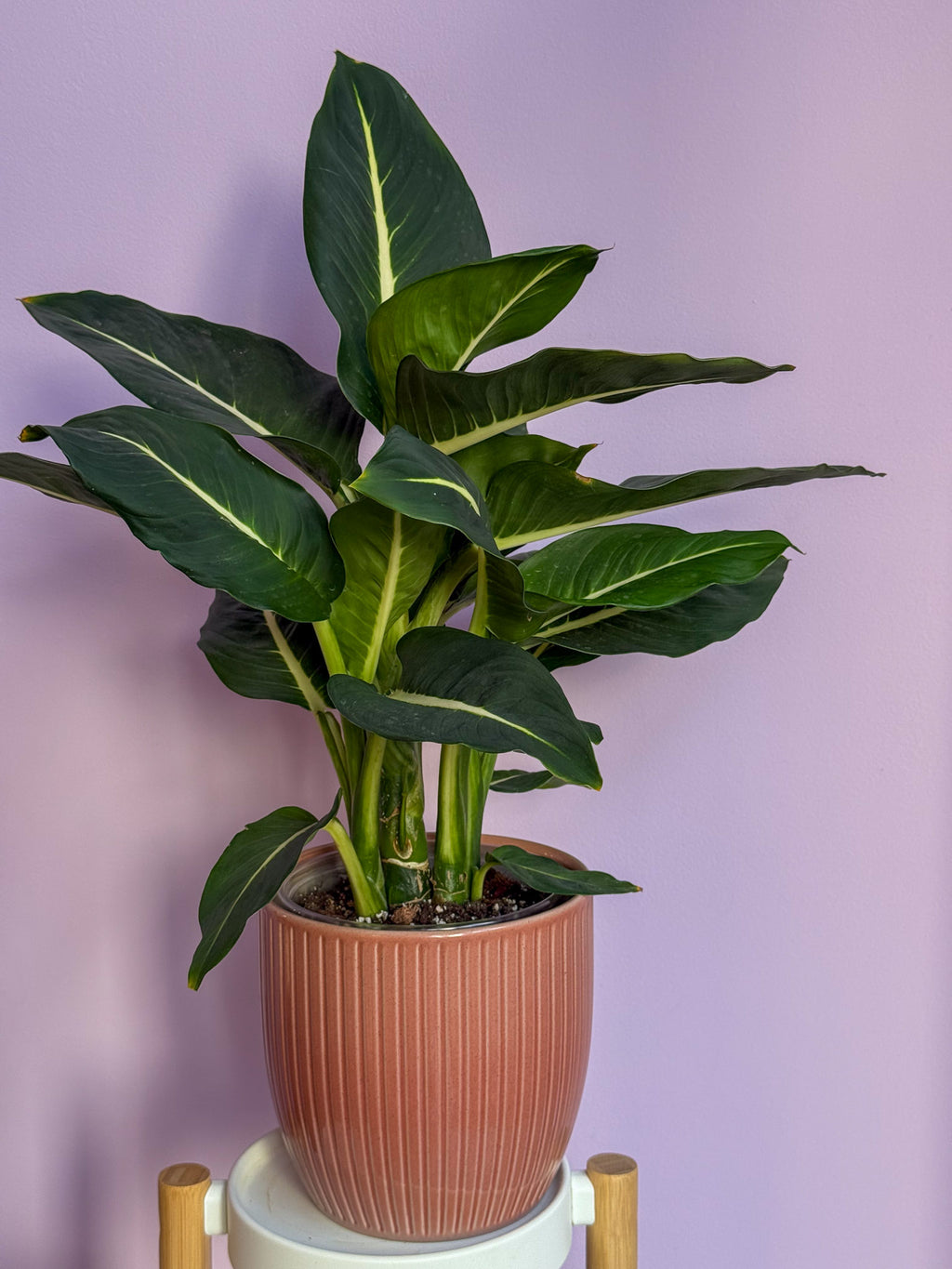 Dieffenbachia Green Magic
