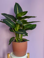 Dieffenbachia Green Magic