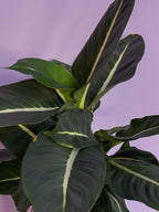 Dieffenbachia Green Magic