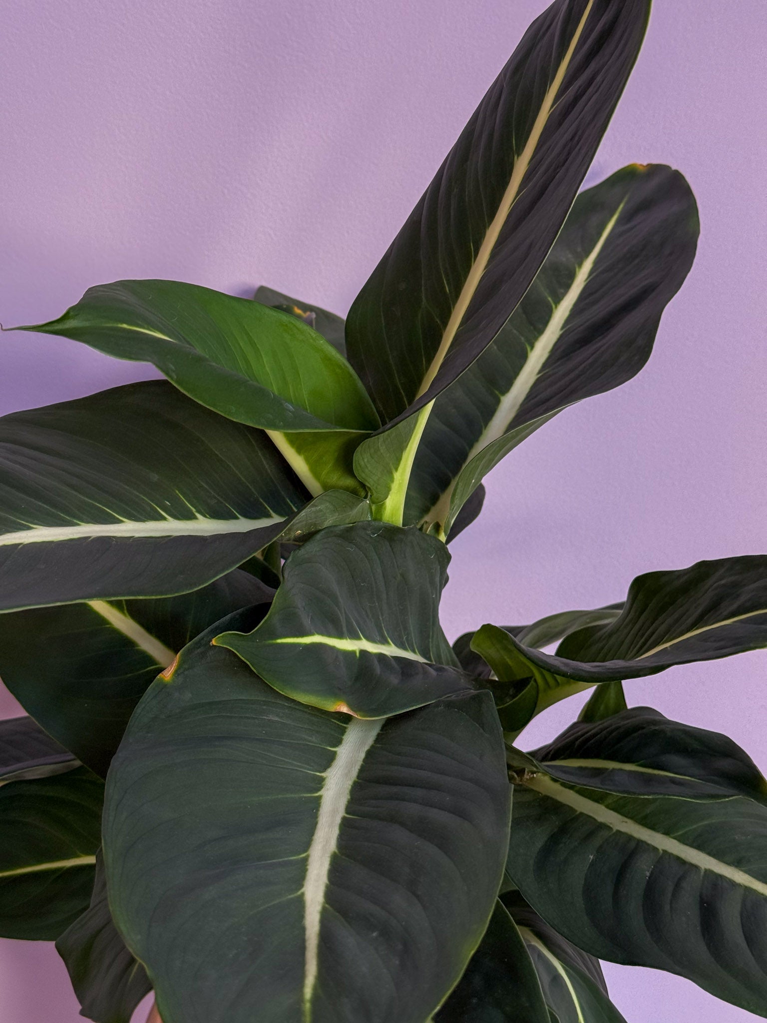 Dieffenbachia Green Magic