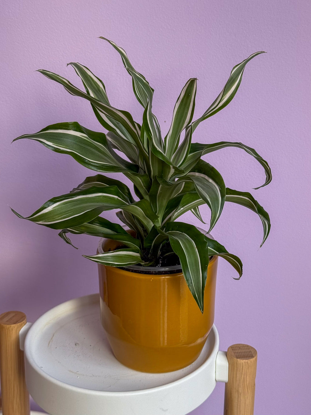 Dracaena White Jewel