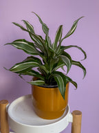Dracaena White Jewel