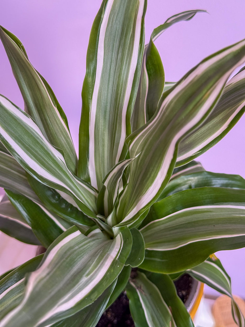 Dracaena White Jewel