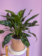Aglaonema Maria