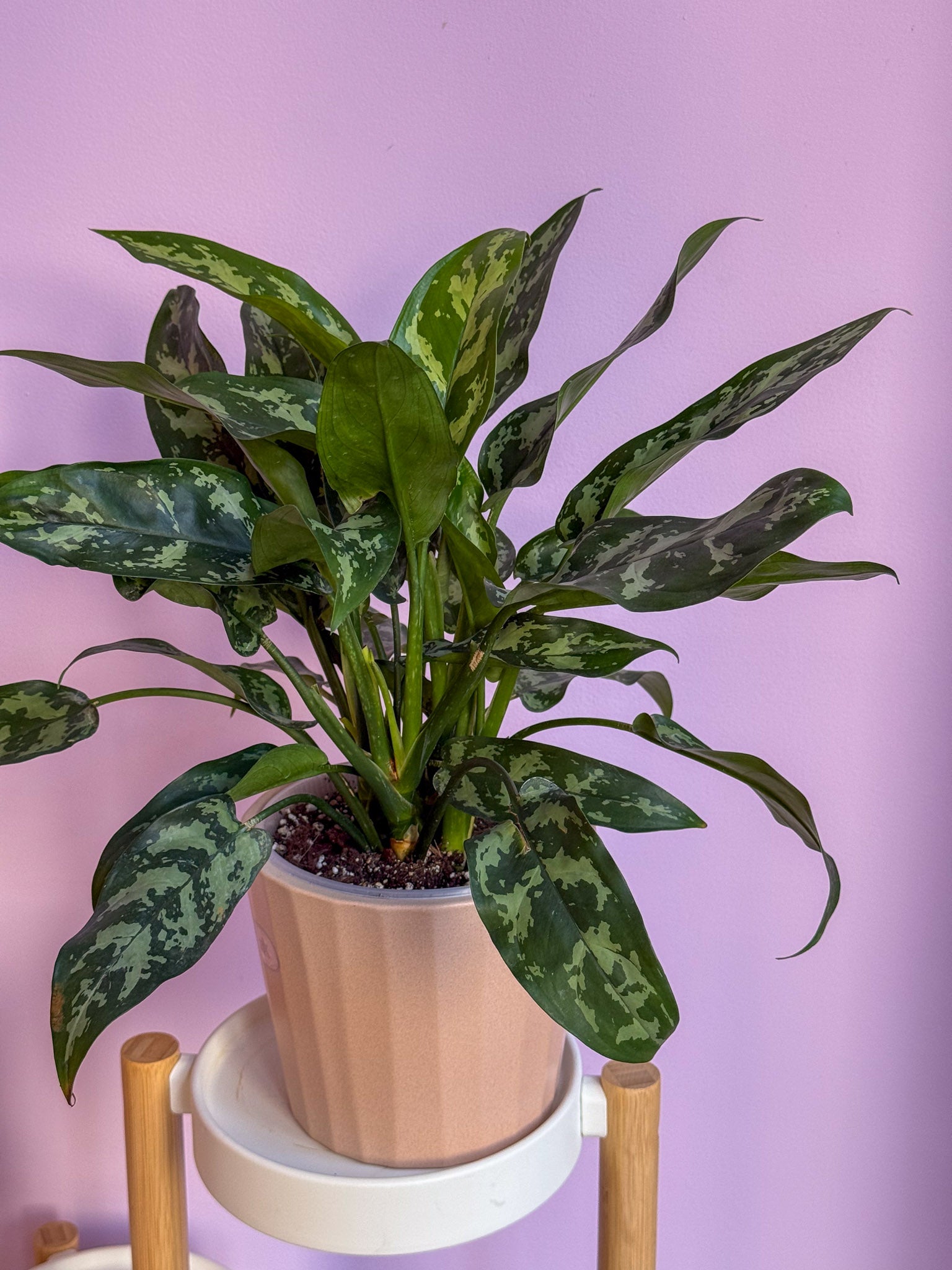Aglaonema Maria
