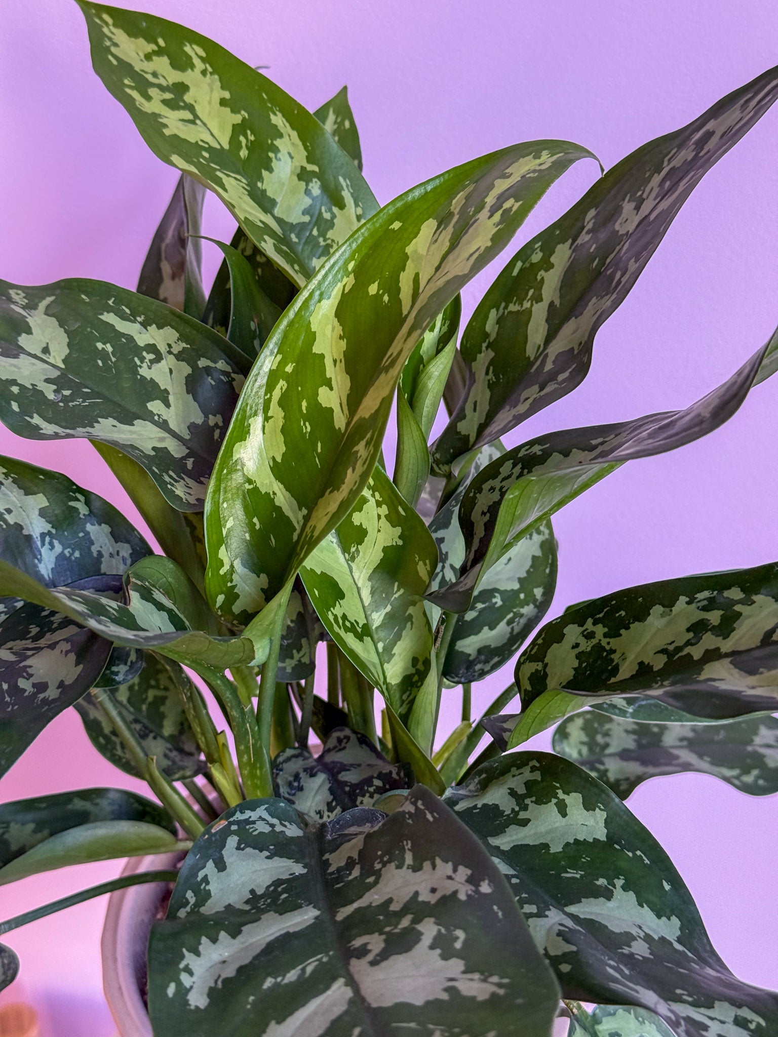 Aglaonema Maria