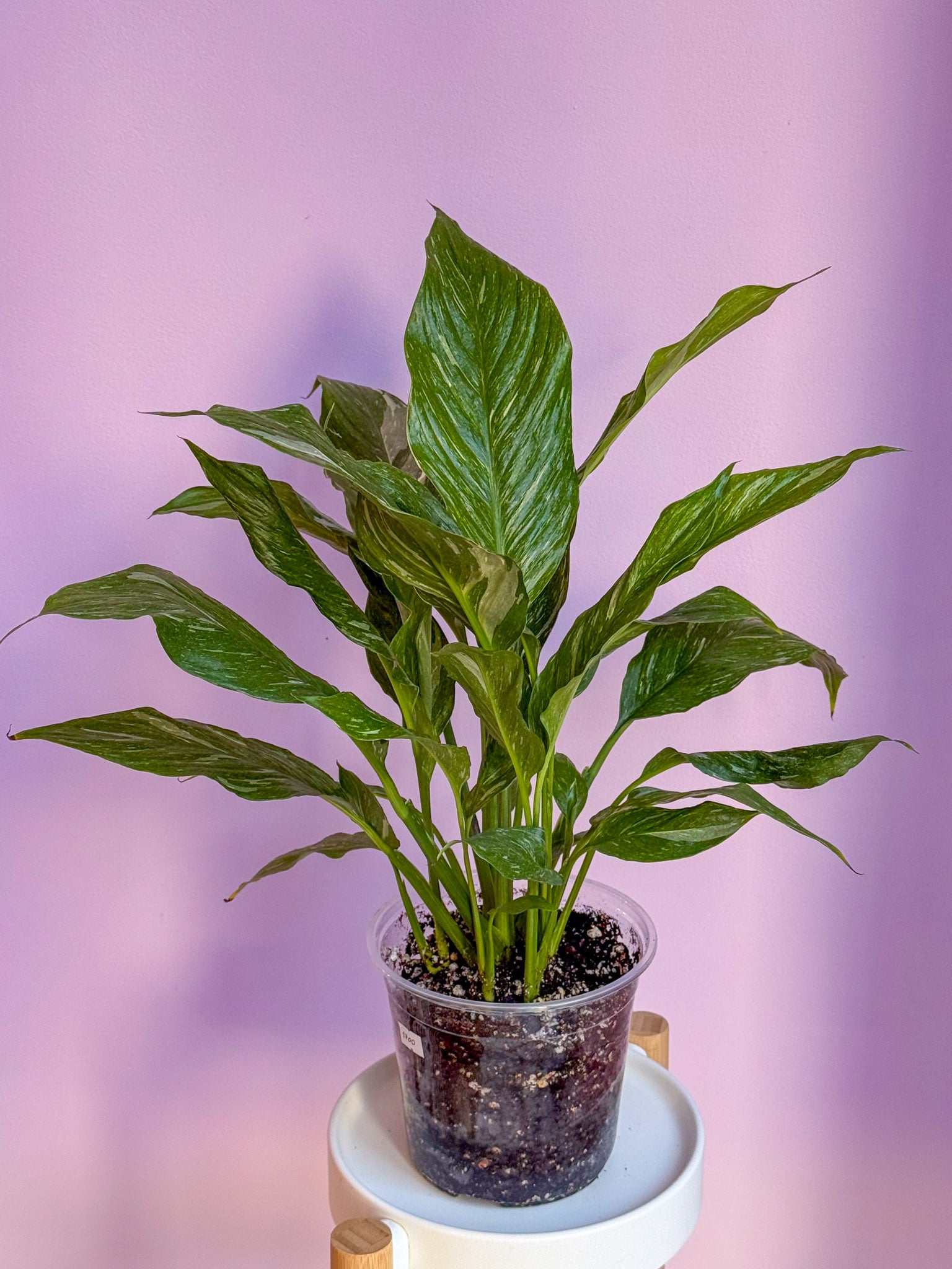 Spathiphyllum Diamond
