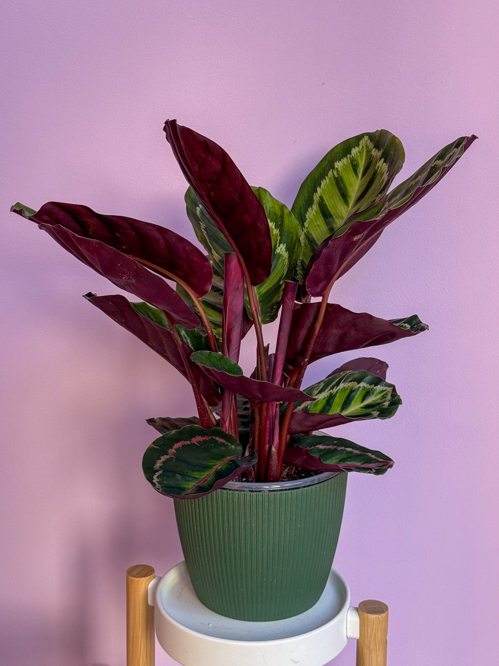 Calathea Medallion