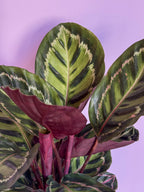 Calathea Medallion