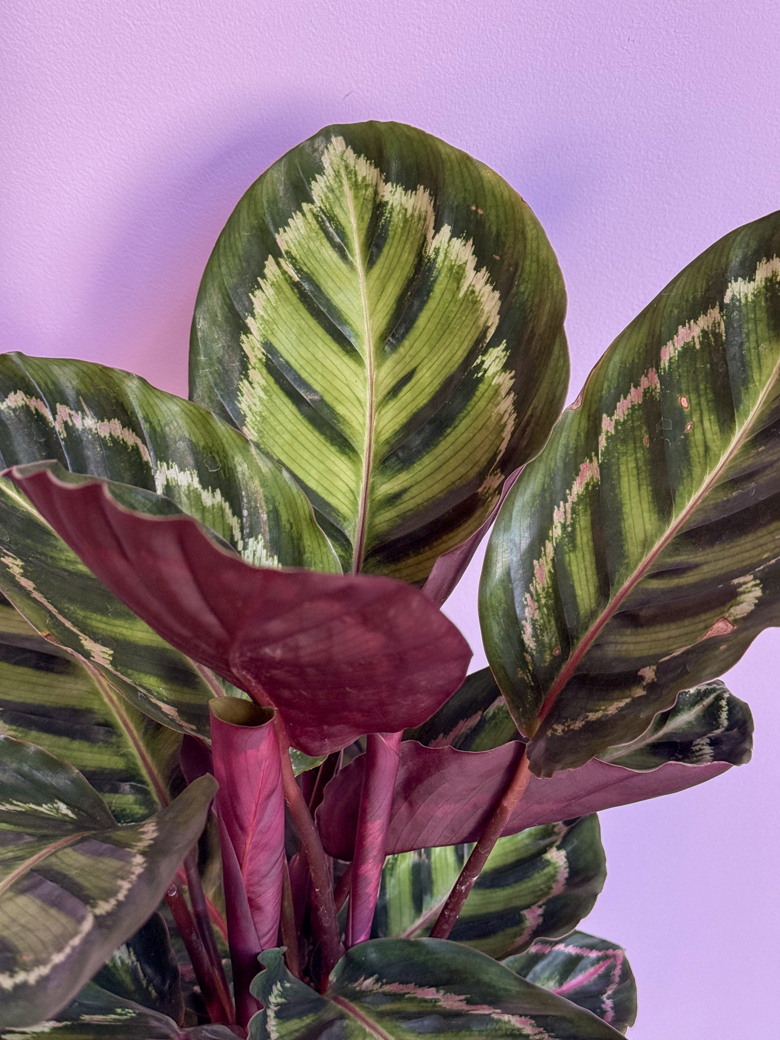 Calathea Medallion