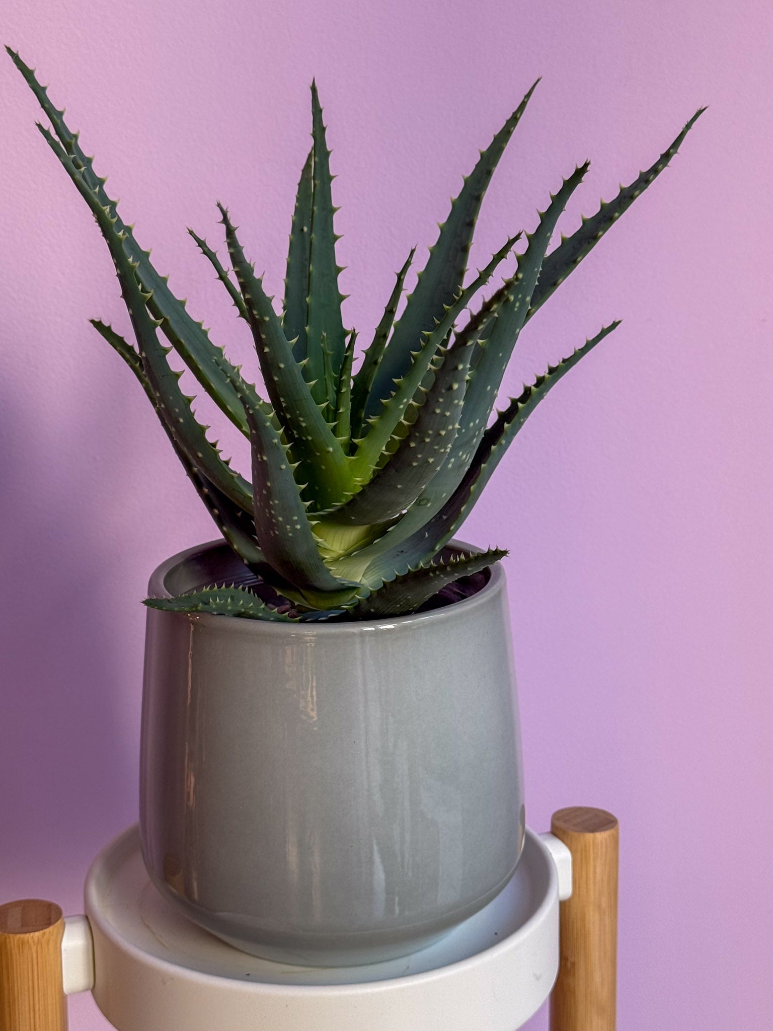 Aloe Arborescens