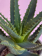 Aloe Arborescens