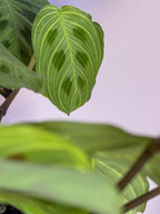 Marantha Leuconeura