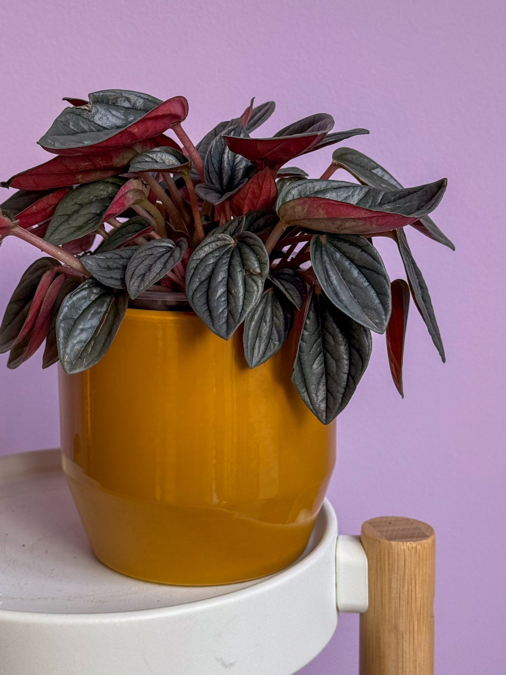 Peperomia Rosso