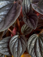 Peperomia Rosso