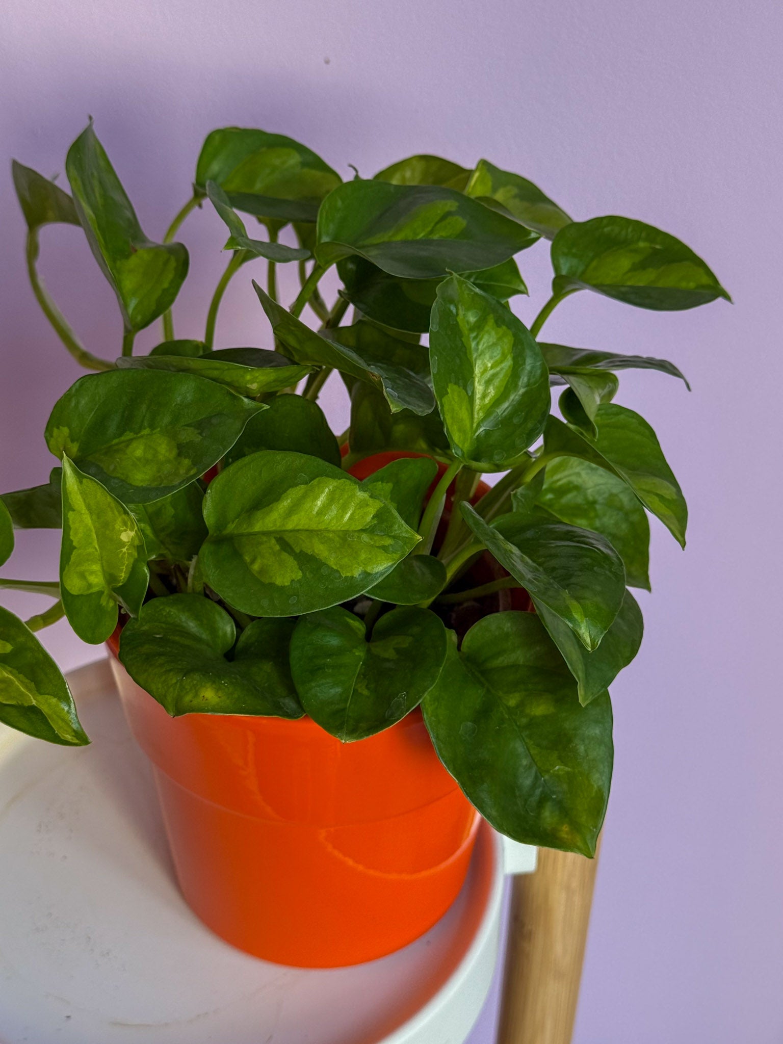 Epipremnum Global Green
