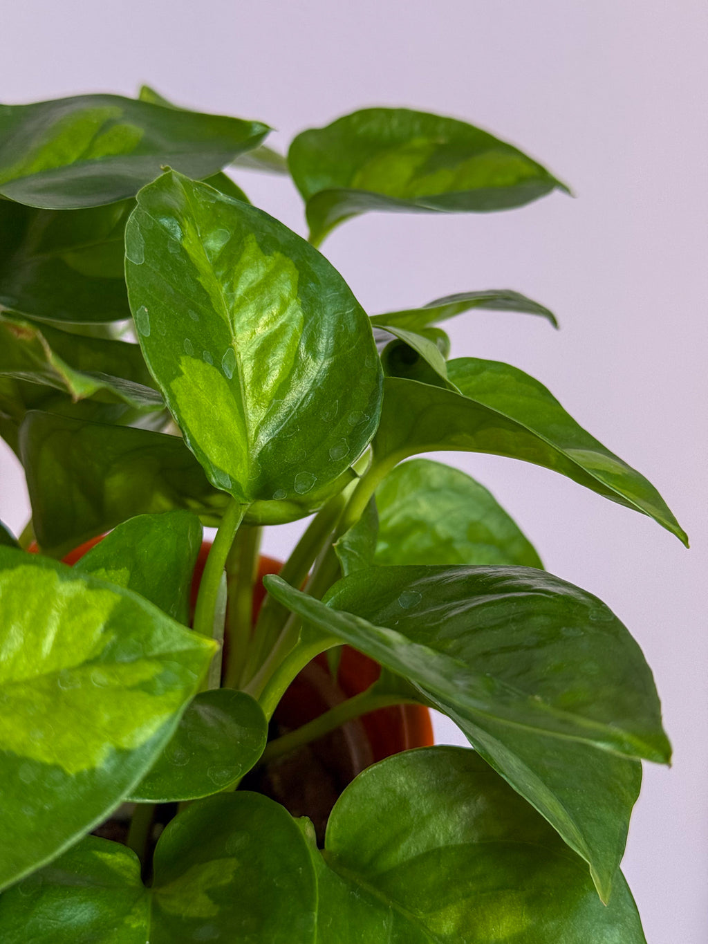 Epipremnum Global Green