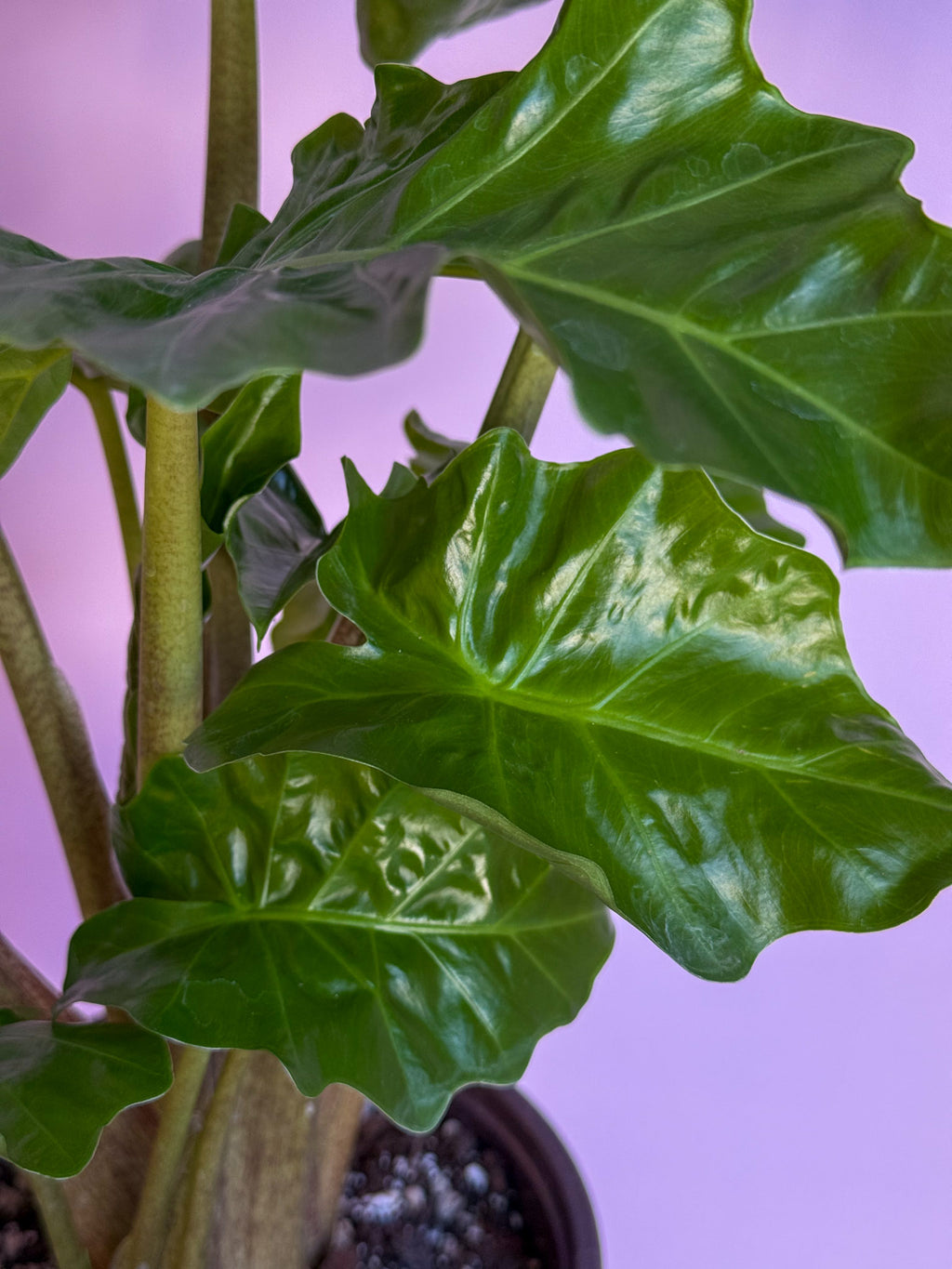 Alocasia Low Rider