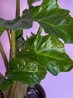 Alocasia Low Rider