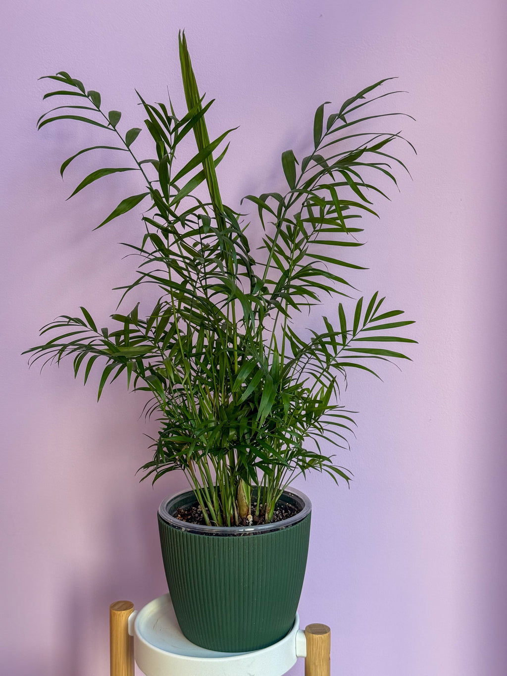 Chamaedorea Elegans