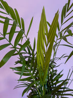 Chamaedorea Elegans